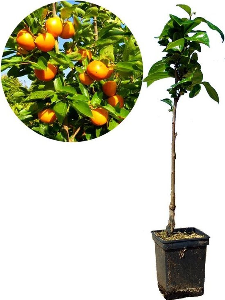 Diospyros kaki 'Tipo' - Sharonfrucht - 5 Liter Topf - 100cm Produktbild 