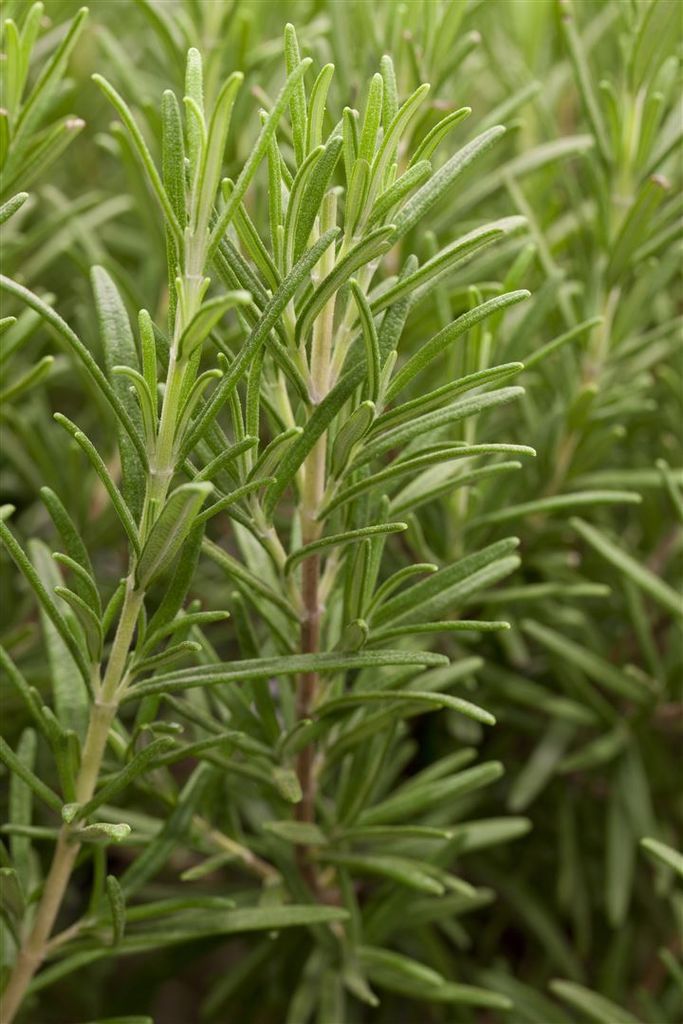 A close-up shot of rosemary sprigs.