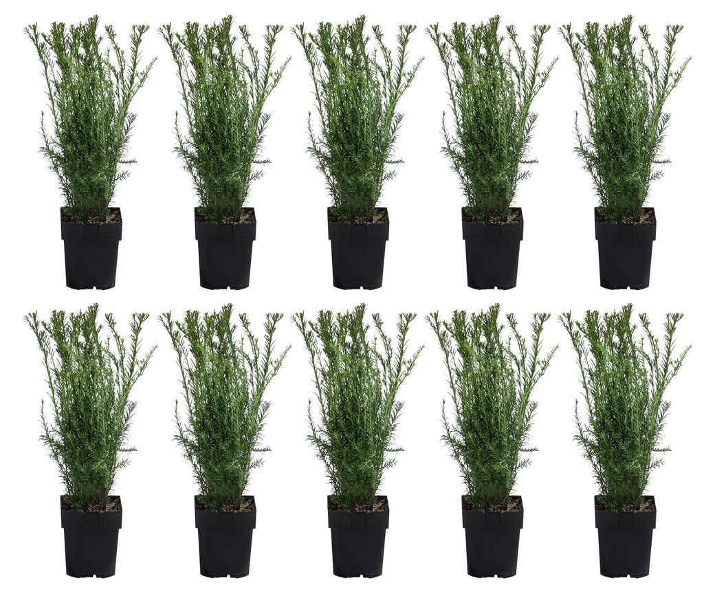 Dehner Becher-Eibe Groenland, Taxus x media, für 2-3 Meter Hecke, je ca. 50-60 cm exkl. Pflanztopf, 10 x 2 l Topf, Heckenpflanze