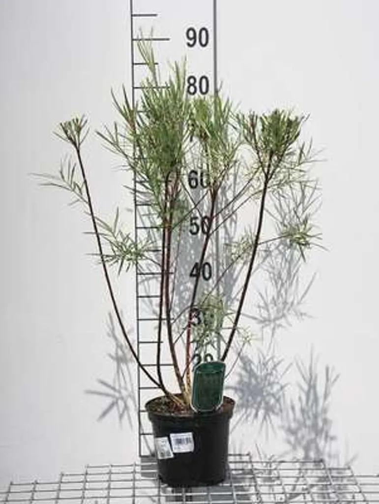 Saule olivier Salix 50-60 cm : plantez facilement en sol humide