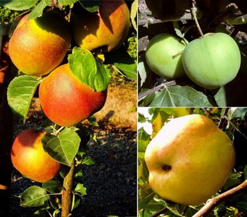 3er-Set, Apfelsorten alte IOVIVO Apfelbäume