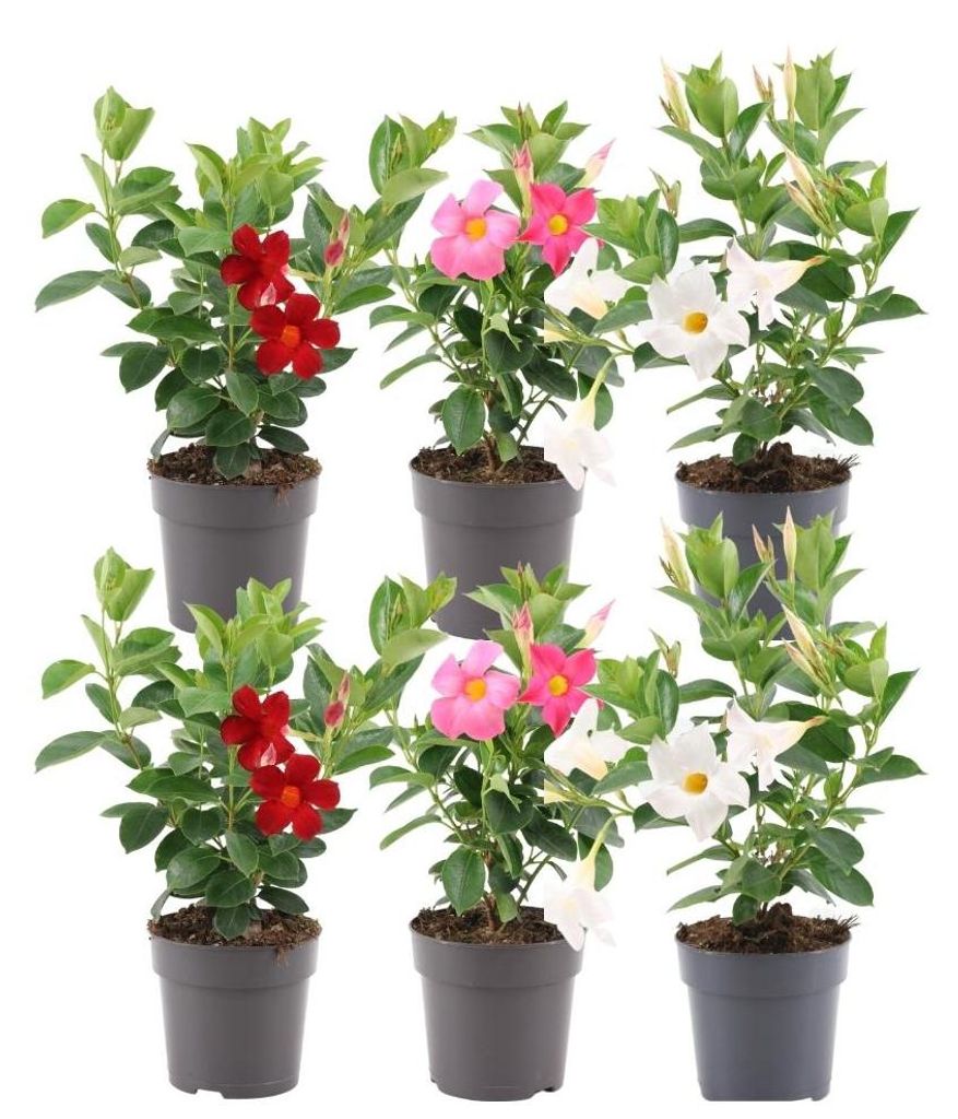 Plants by Frank | 6 Dipladénia Mix | Mandevilla Mix | Image du produit 