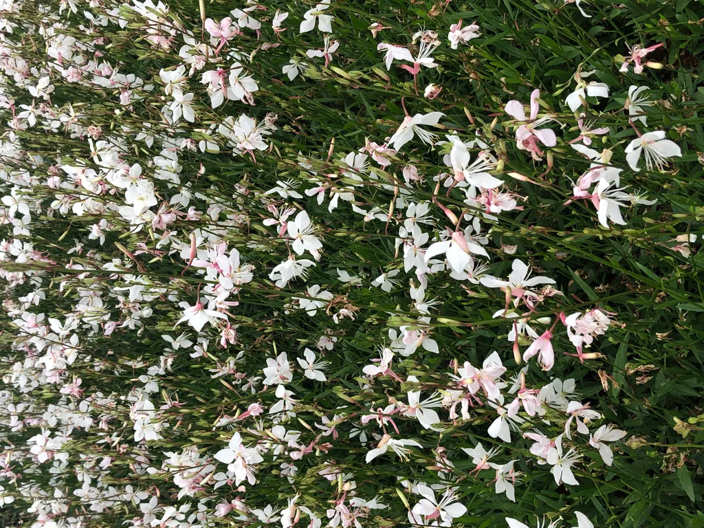 6x Gaura lindheimeri Short Form : Prachtkerze vivace résistante et compacte