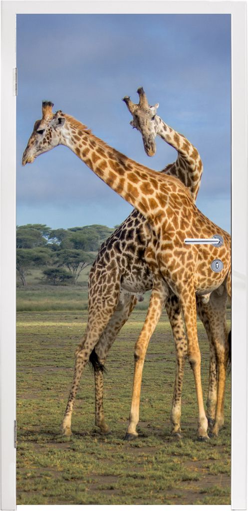 MuchoWow Türtapete Selbstklebende Türfolie Giraffen - Tiere - Natur 80x205 cm Türposter Türaufkleber Klebefolie Türklebefolie - Fototapete -...