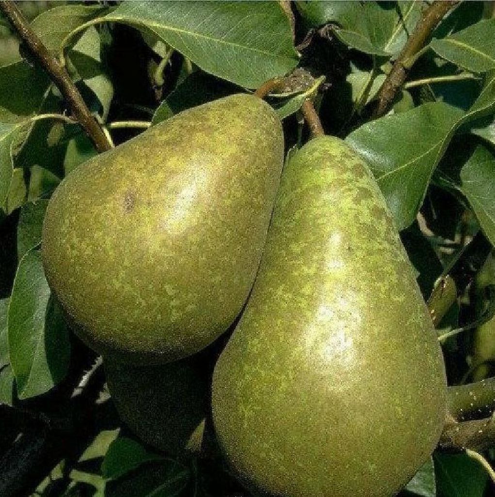 Conference Birne Birnenbaum Obstbaum kleinbleibend Produktbild 