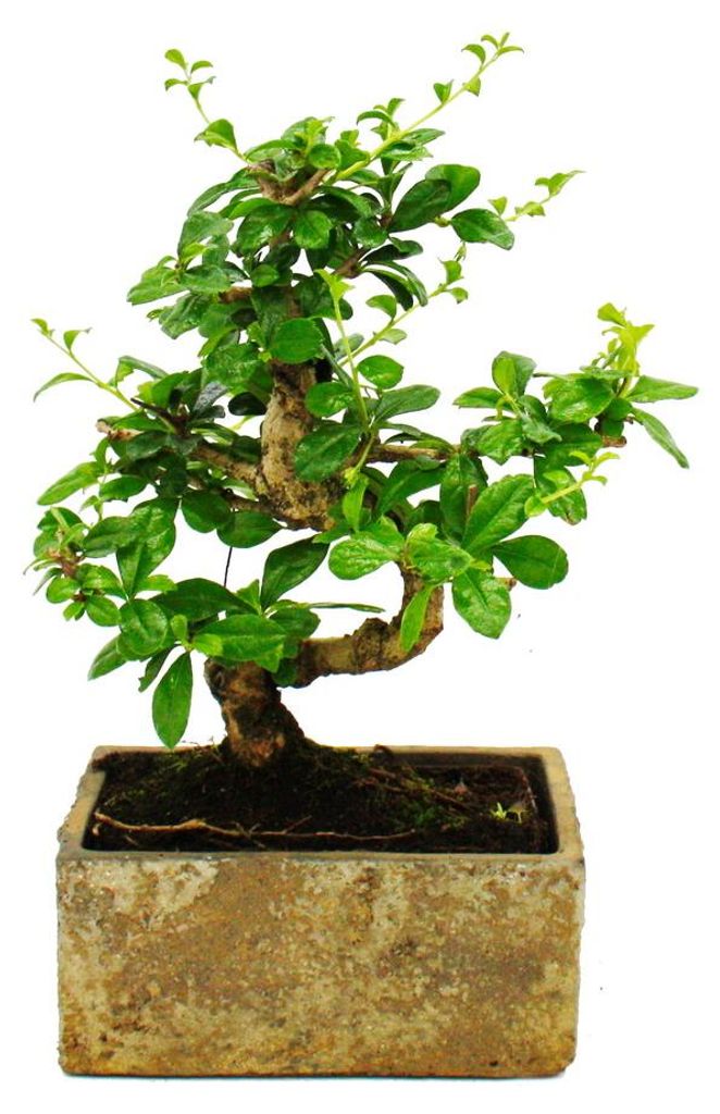 Pokojový bonsai – v moderní designové keramice – pokojový Obrázek produktu 