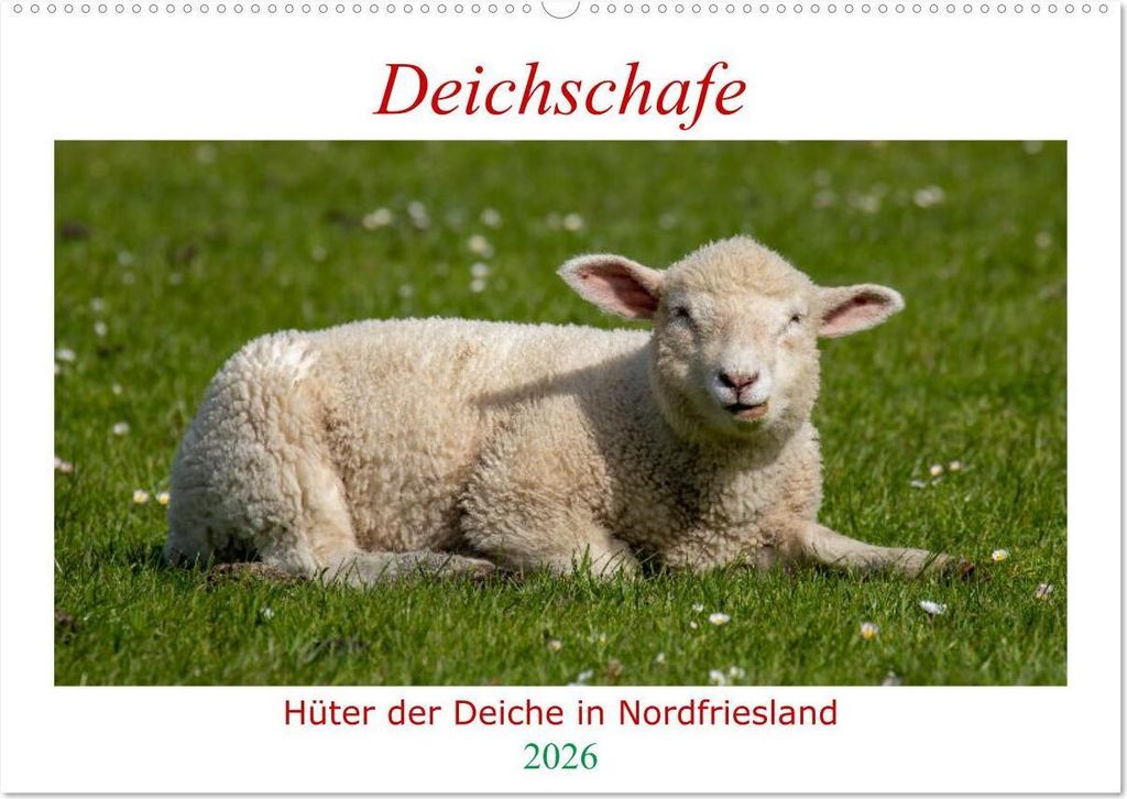 Deichschafe - Hüter der Deiche in Nordfriesland (Wandkalender 2026 DIN A2 quer), CALVENDO Monatskalender