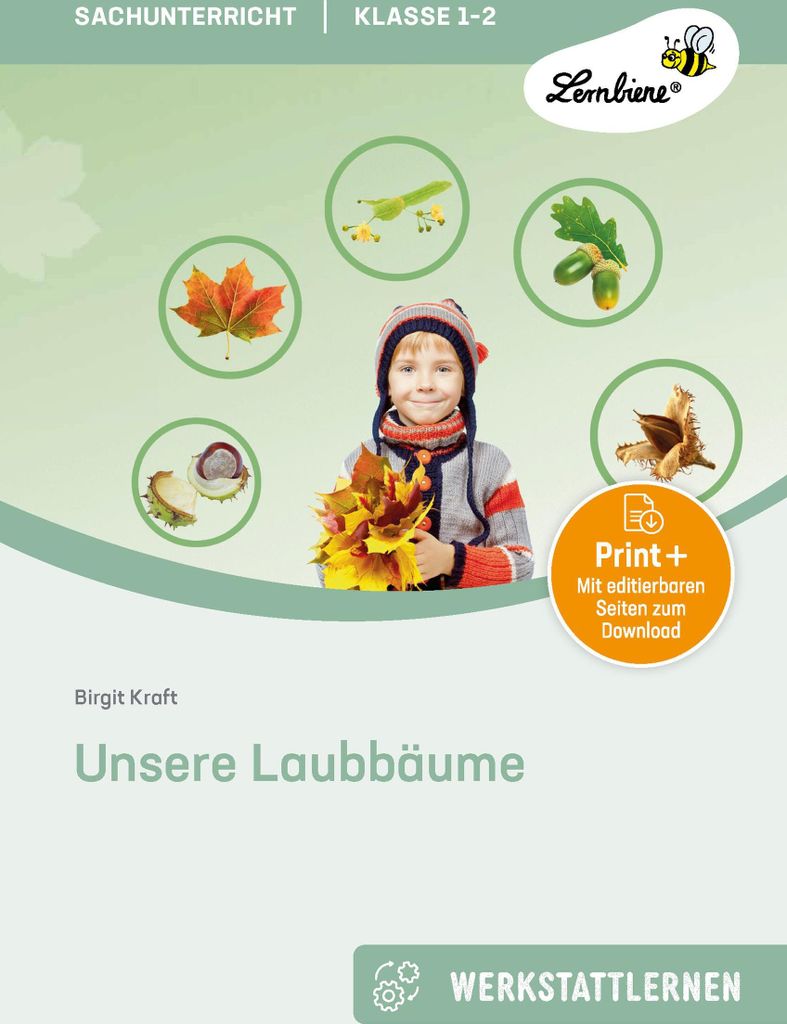 Unsere Laubbäume. Grundschule, Sachunterricht, Klasse 1-2