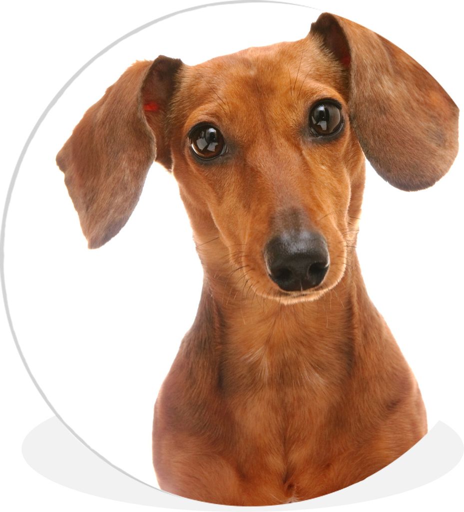 MuchoWow Rundes Wandbild - Runde Bilder Porträt eines goldbraunen Dackels Ø 30 cm Kreis Wanddekoration Kunststoff - Wandkreis - Wandschmuck - S...