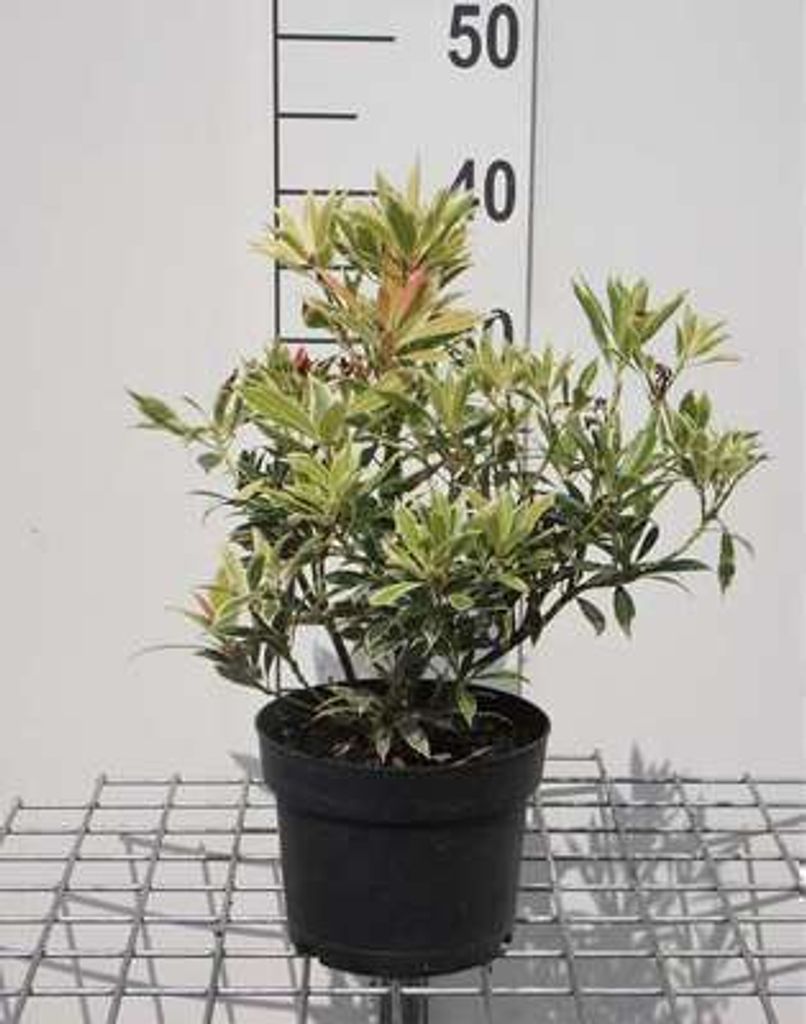 Pieris hybr. 'Flaming Silver' - Japanische Lavendelheide 20- 30 cm - Container