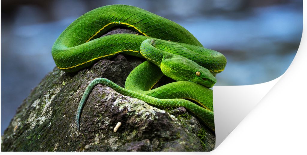 MuchoWow Wandtattoo Wandsticker Wandaufkleber Grüne Schlange auf Stein 40x20 cm Selbstklebend und Repositionierbar - Aufkleber