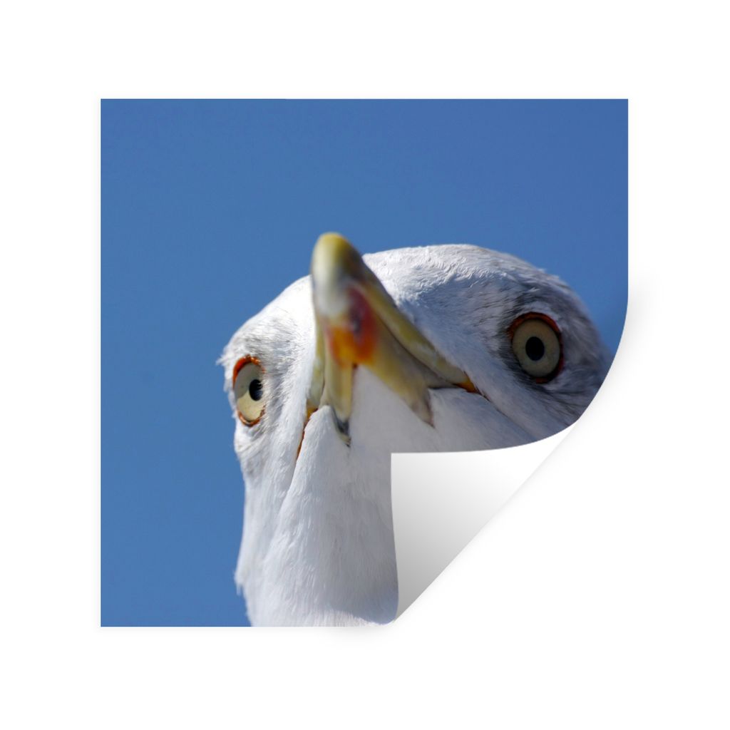 MuchoWow Wandtattoo Wandsticker Wandaufkleber Möwe - Vogel - Blau 100x100 cm Selbstklebend und Repositionierbar - Wierderverwendbar - Selbstklebend