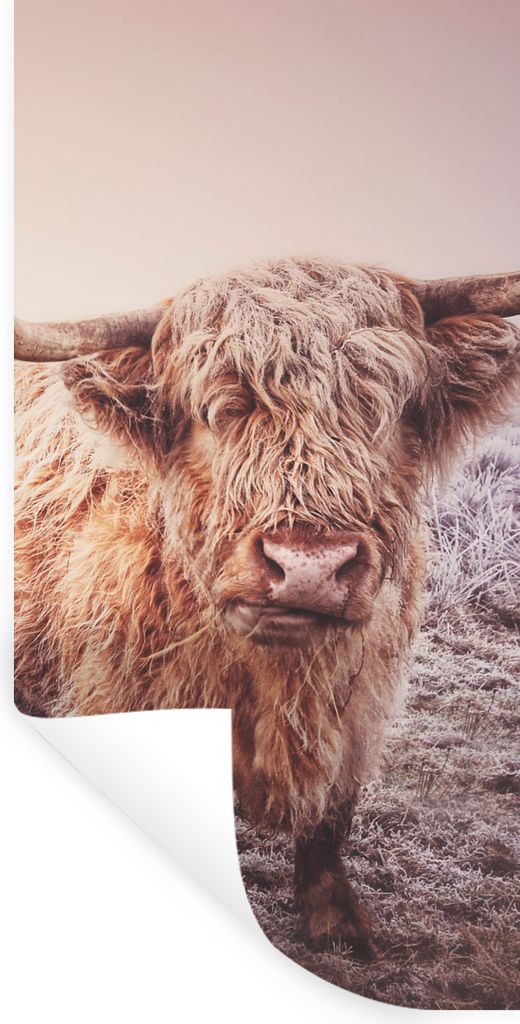 MuchoWow Wandtattoo Wandsticker Wandaufkleber Schottische Hochlandbewohner - Licht - Himmel - Natur 60x120 cm Selbstklebend und Repositionierbar ...