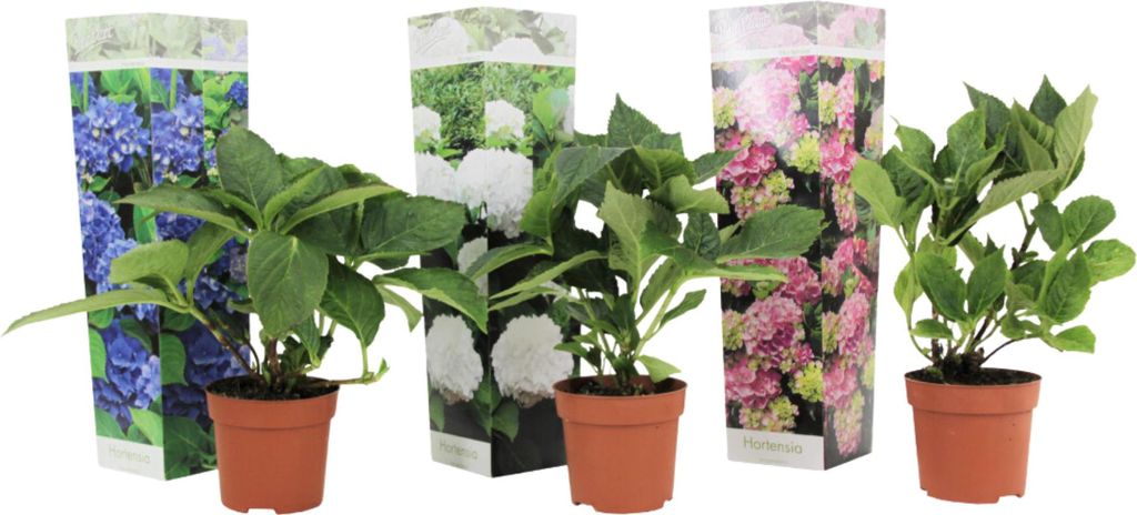 Four potted hydrangea plants with decorative sleeves are displayed against a white background.