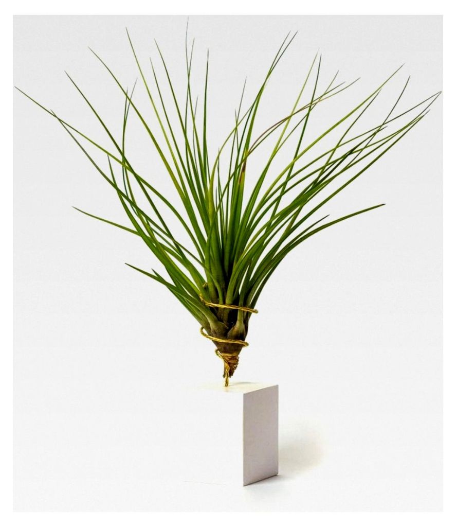 Tillandsia Tricolor IR Pflanze ohne lebende Erde – Echte Tillandsien – Zimmerpflanzen – Luftpflanzen (inklusive Werkzeug) (weiß)