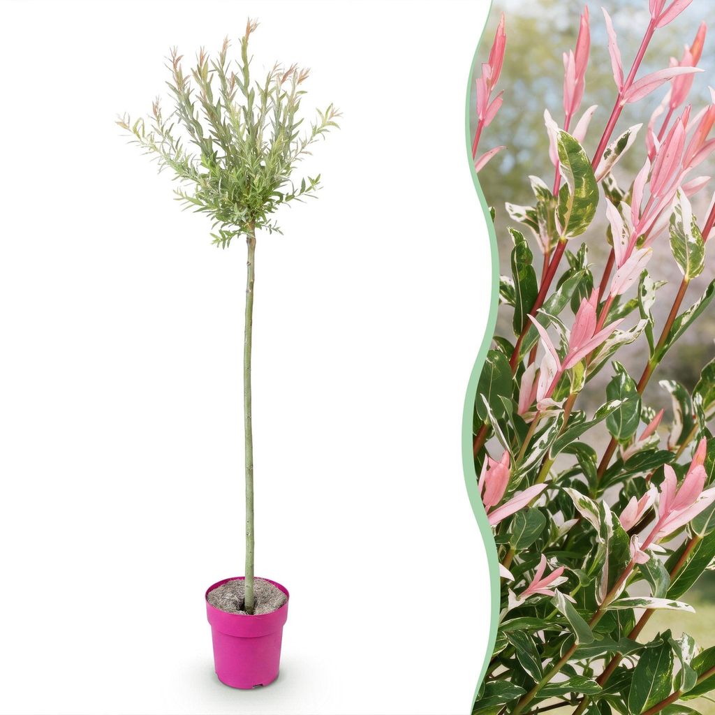 Salix Flamingo - Ø23cm - ↕140-160cm Image du produit 