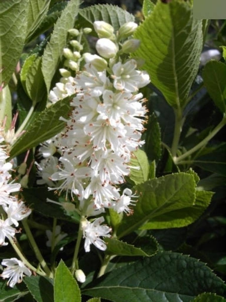 Silberkerzenstrauch Hummingbird - Clethra alnifolia Hummingbird
