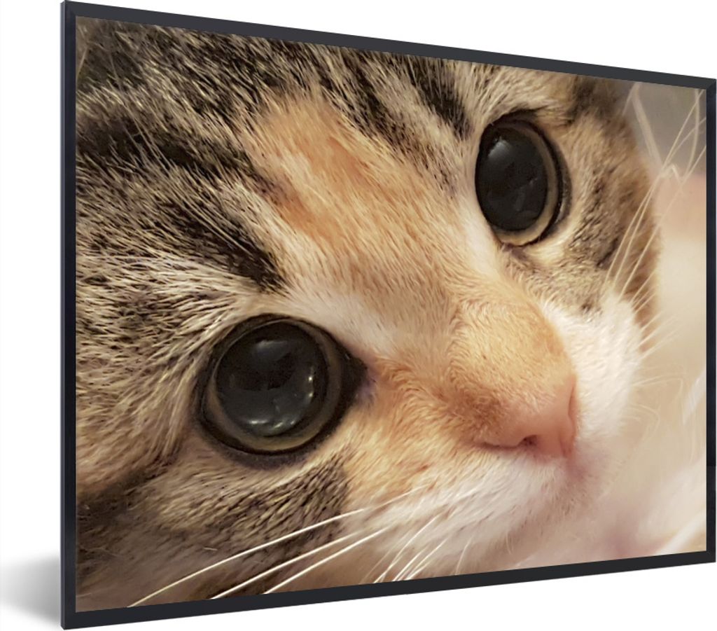MuchoWow Gerahmtes Poster Eine Nahaufnahme eines Kätzchens 40x30 cm - Poster mit Schwarzem Bilderrahmen Wandposter Rahmen Foto Bilder - Kunstpos...