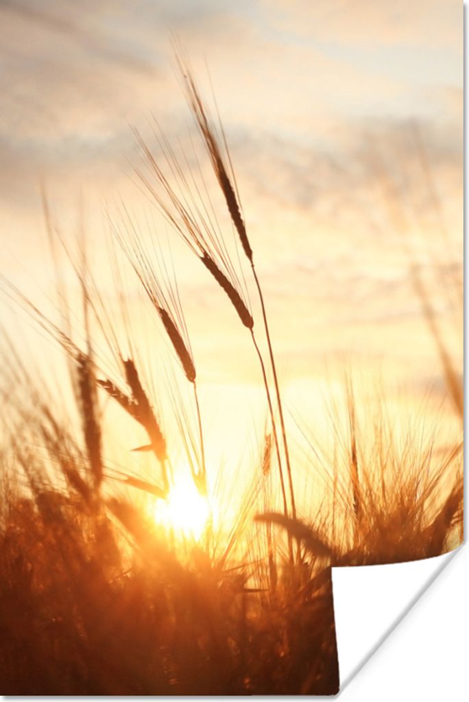 MuchoWow Poster Schilf - Gras - Sonnenuntergang - Natur - Horizont 80x120 cm - Papierdruck