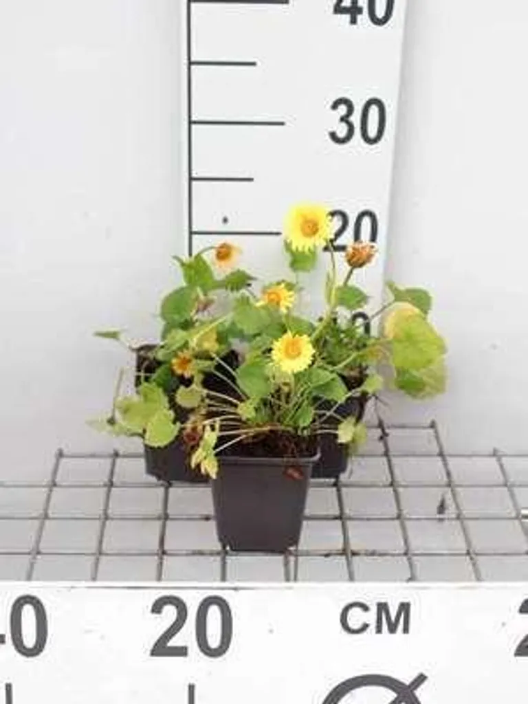 Aménager vos bordures de jardin avec 6 Doronicum orientale pots de 9 cm