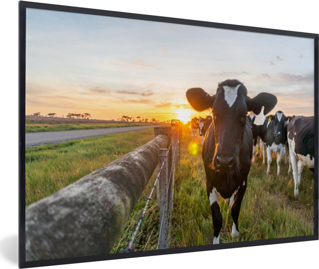 MuchoWow MuchoWow Gerahmtes Poster Kühe - Sonne - Zaun 60x40 cm - Poster mit zchwarzem Bilderrahmen - Printing - Wanddeko Schlafzimmer