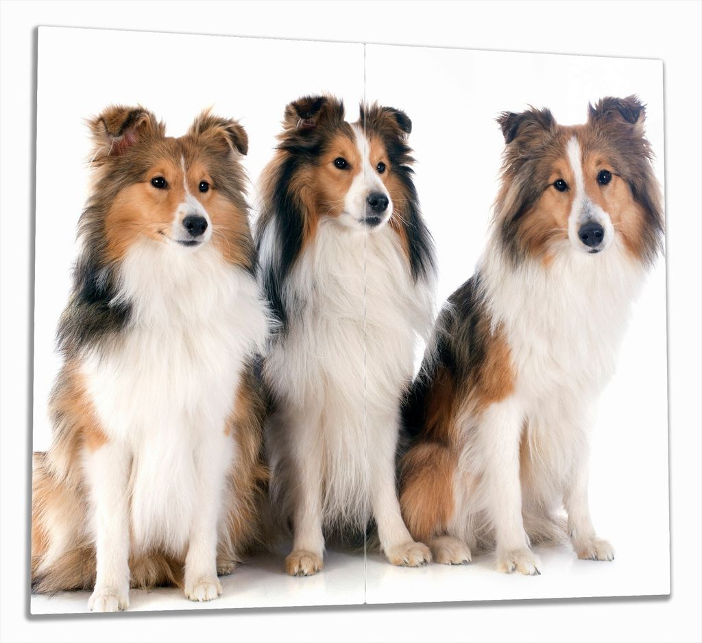 Wallario Herdabdeckplatte aus Glas, Größe 60 x 52 cm 2-teilig, Motiv Süße Shetland Hunde vor weißem Hintergrund