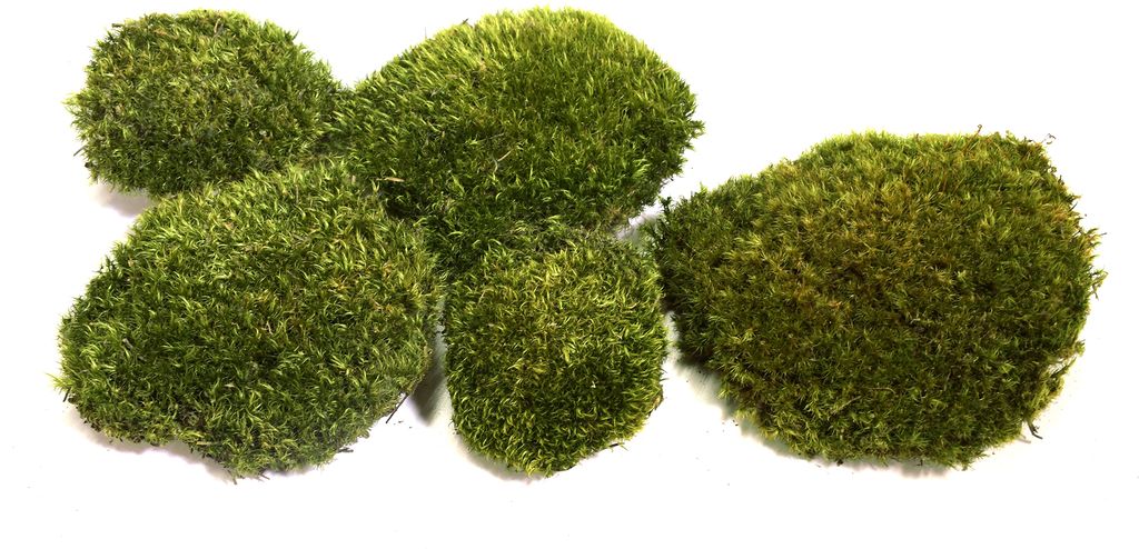 Natur Hügelmoos waldgrün 35 x 25 cm, reines Naturprodukt Produktbild 