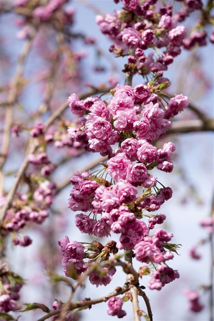 Prunus serrulata 'Kiku-shidare-zakura', Hängende Kirsche, rosa, 60–100 cm