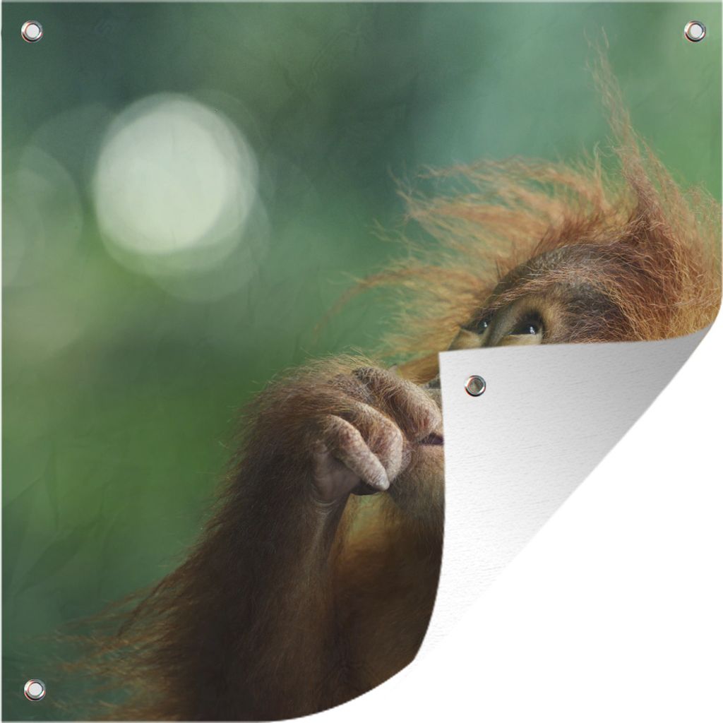 MuchoWow 50x50 cm Outdoor-Poster Gartendeko Sichtschutz Garten Poster für den Garten Ein junger Orang-Utan vor einem verblassten Hintergrund