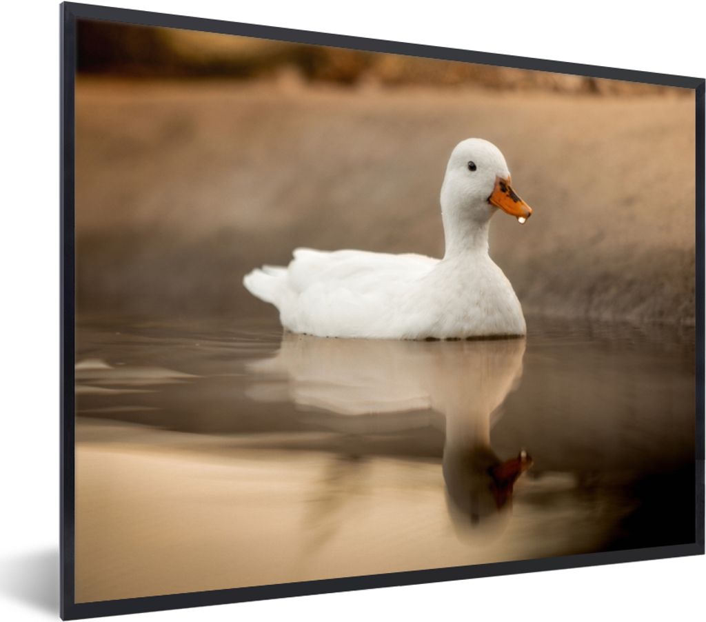 MuchoWow Gerahmtes Poster Ente - Vogel - Wasser - Weiß 80x60 cm - Poster mit Schwarzem Bilderrahmen Wandposter Rahmen Foto Bilder - Schwarzem - ...