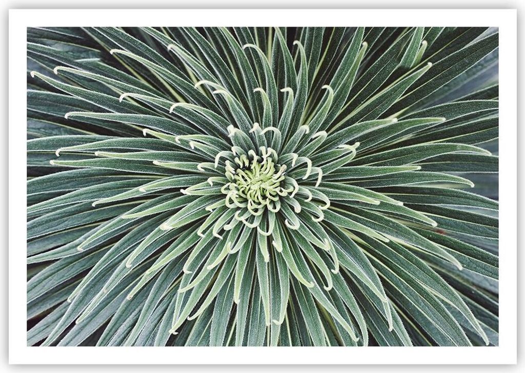 Poster - Poster ohne Rahmen - Agave Grün Pflanze - 100x70 cm - Wand Bild - Wanddeko - Wandbilder - Kunstposter - Wandposter - Bilder - Kunstdruck ...