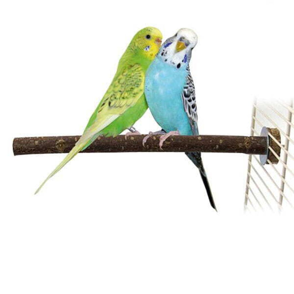 Walnussholz kleine Papageienstange 25 x 1,7 cm