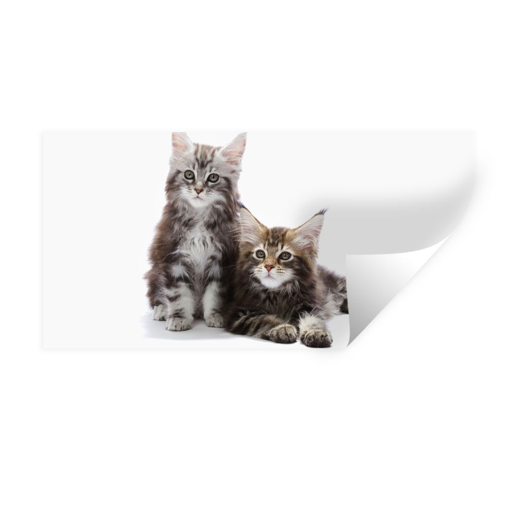 MuchoWow Wandtattoo Wandsticker Wandaufkleber Zwei bezaubernde Maine Coon Kätzchen 40x20 cm Selbstklebend und Repositionierbar - Aufkleber