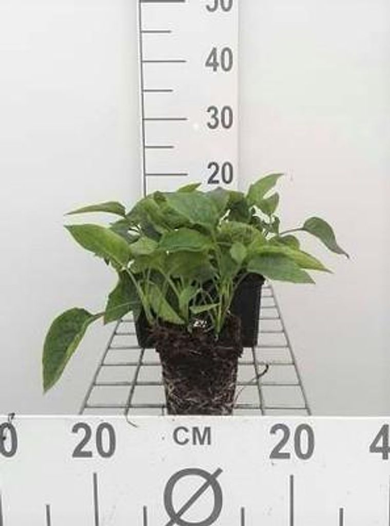 6 x Symphytum grandiflorum - Beinwell - Topf 9 x 9 cm