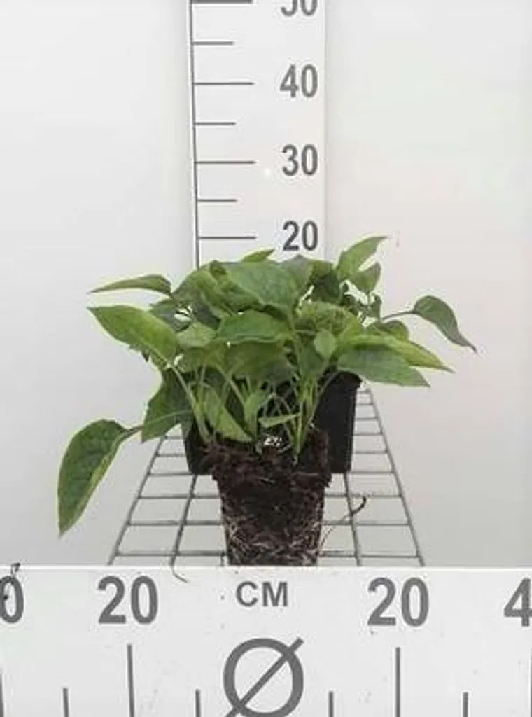 6 x Symphytum grandiflorum - Consoude rampante en pots de 9 x 9 cm