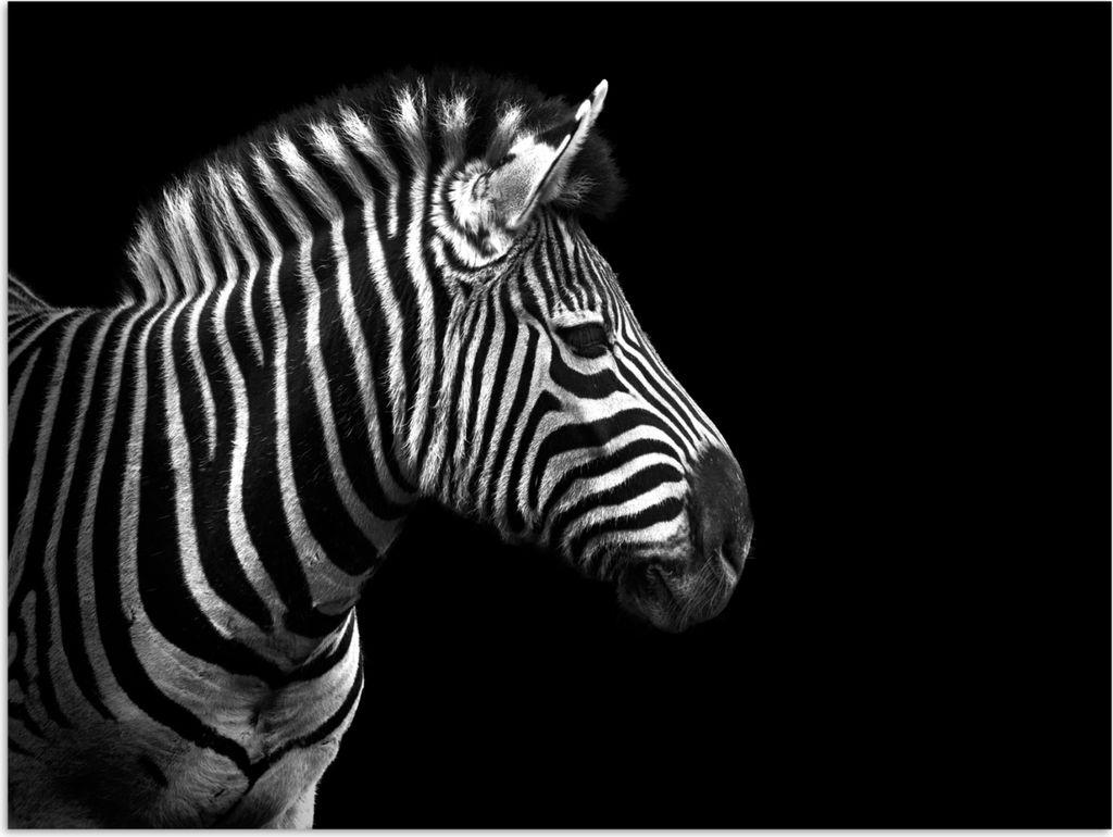 MuchoWow Poster Zebra - Schwarz - Weiß - Porträt - Tiere 120x90 cm - Wandbild