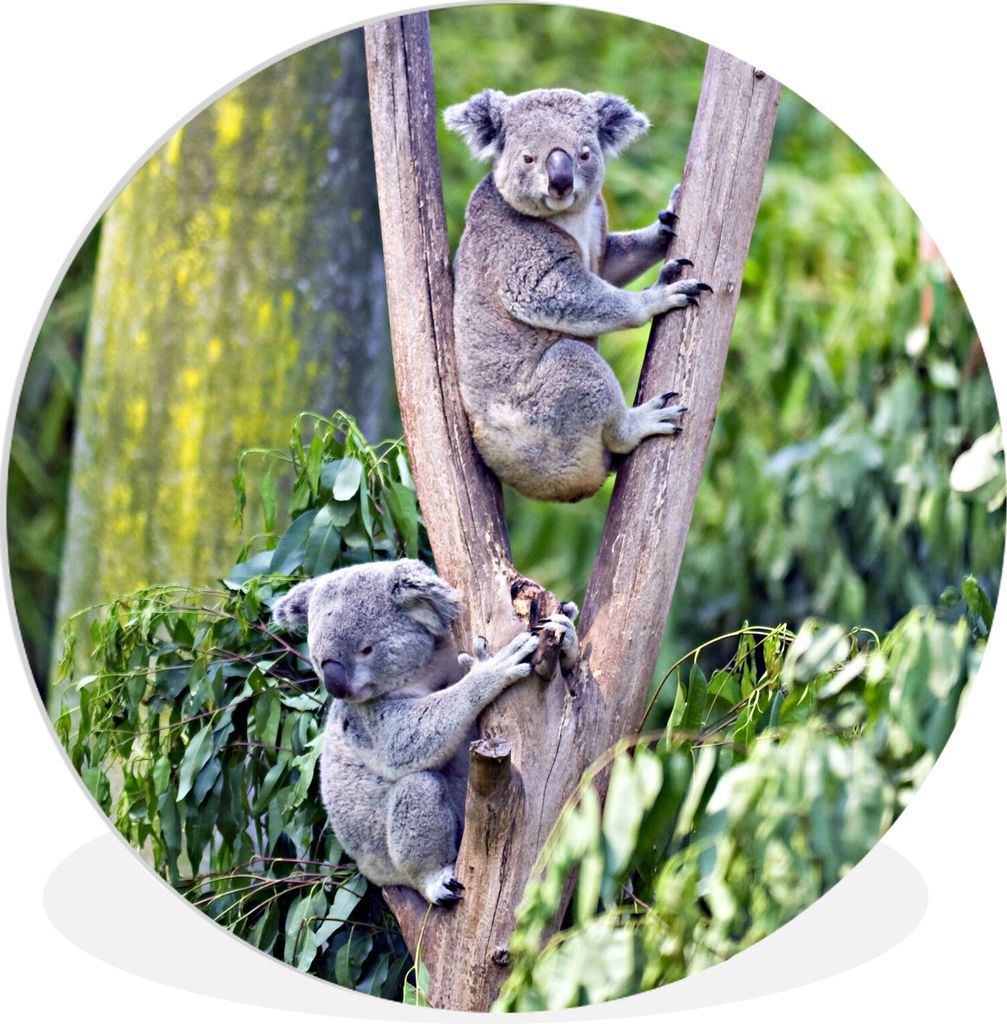 MuchoWow Rundes Wandbild - Runde Bilder Koala - Baum - Eukalyptus Ø 90 cm Kreis Wanddekoration Kunststoff - Wandkreis - Wandschmuck - Wand-Kreis...