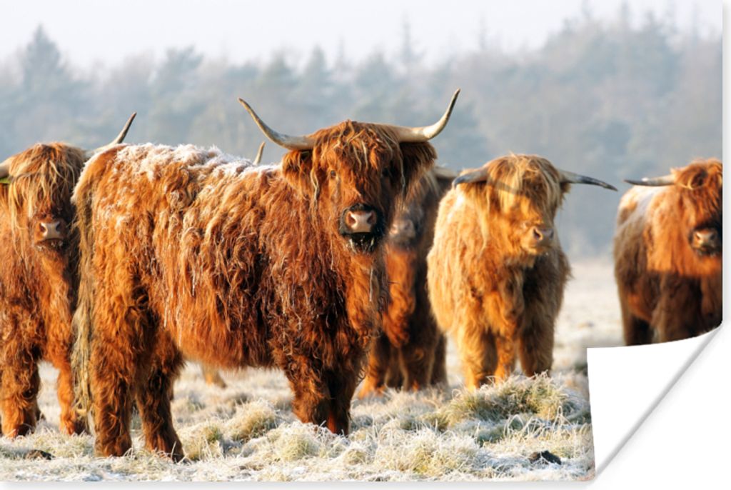 MuchoWow Poster Schottische Highlander - Schnee - Wald 180x120 cm - Fotoplakat