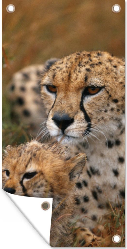 MuchoWow 40x80 cm Outdoor-Poster Gartendeko Sichtschutz Garten Poster für den Garten Geparden sitzen zusammen