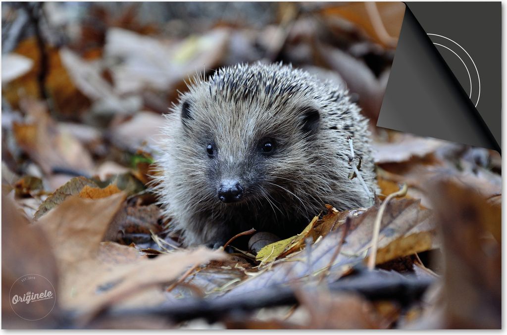 Induktionsschutz 83x51,5 - abdeckplatte Induktion matt- Dietrix Kochfeldschutz- Exklusive - Herbst - Igel in Blätter