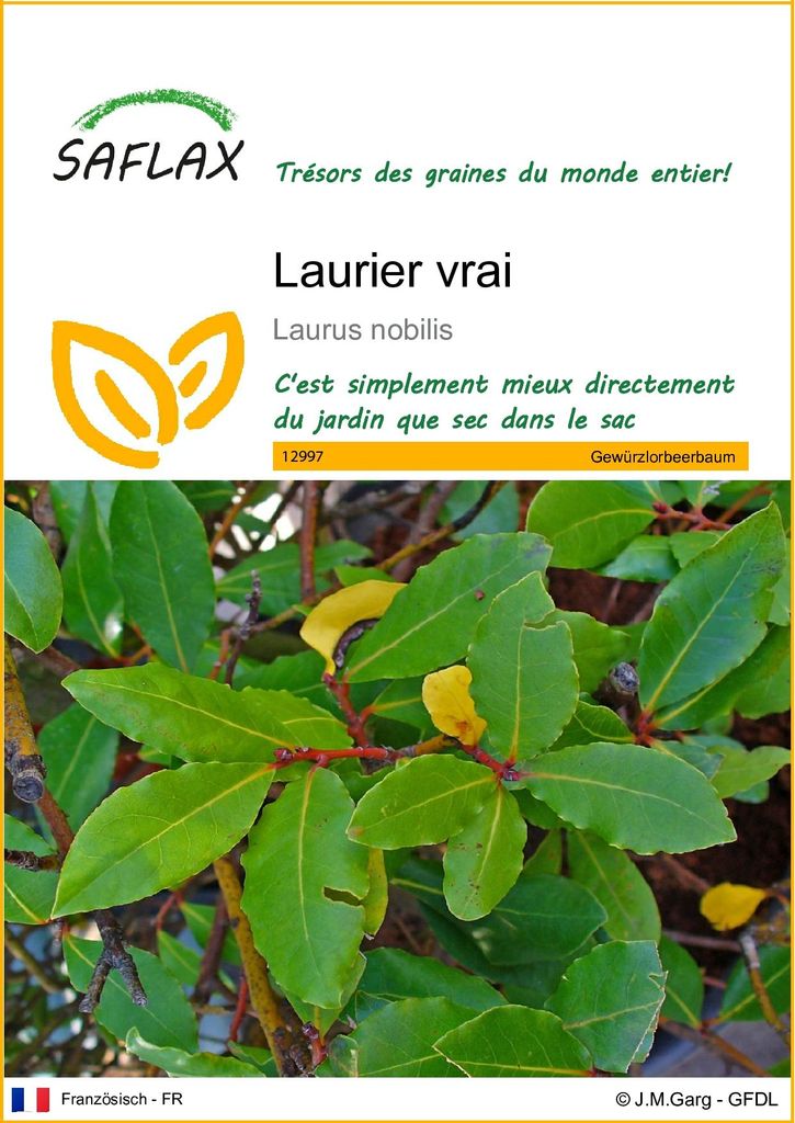 SAFLAX  - Laurier vrai - 6 graines - Laurus Image du produit 