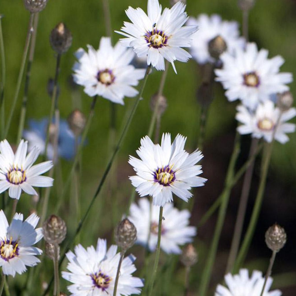 6-x-b-l-ch-est-alba-catananche-caerulea-kaufland-cz