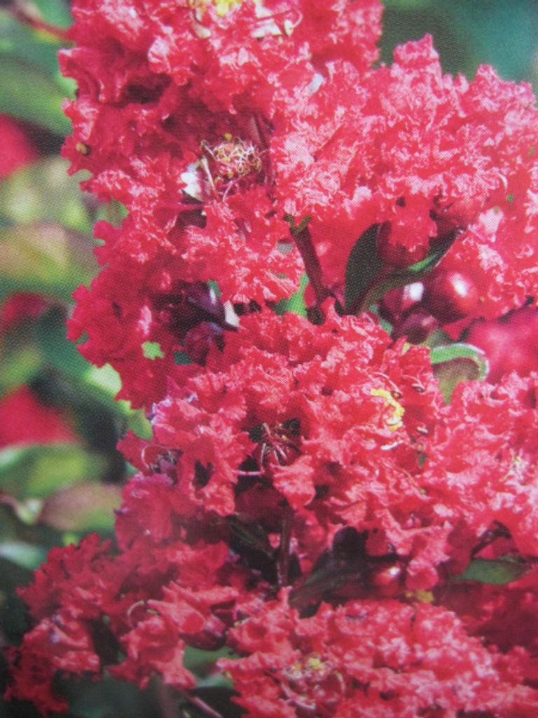 Lagerstroemia indica Ruffled Red Magic ® - Chinesische Produktbild 