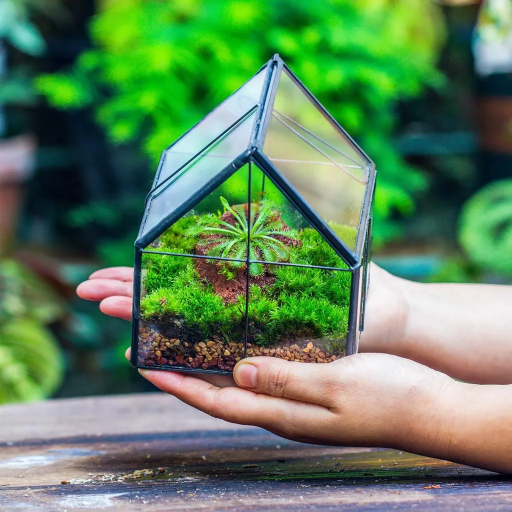 Serre décorative de table en verre et métal noir pour plante grasse