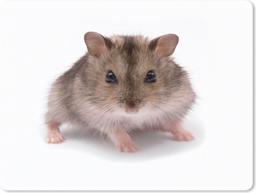 MuchoWow Mauspad Mousepad Kleiner Hamster 23x19 cm - Mousepads - Maus Mat - Pad - Mausunterlage - Schreibtischunterlage - Mauspad