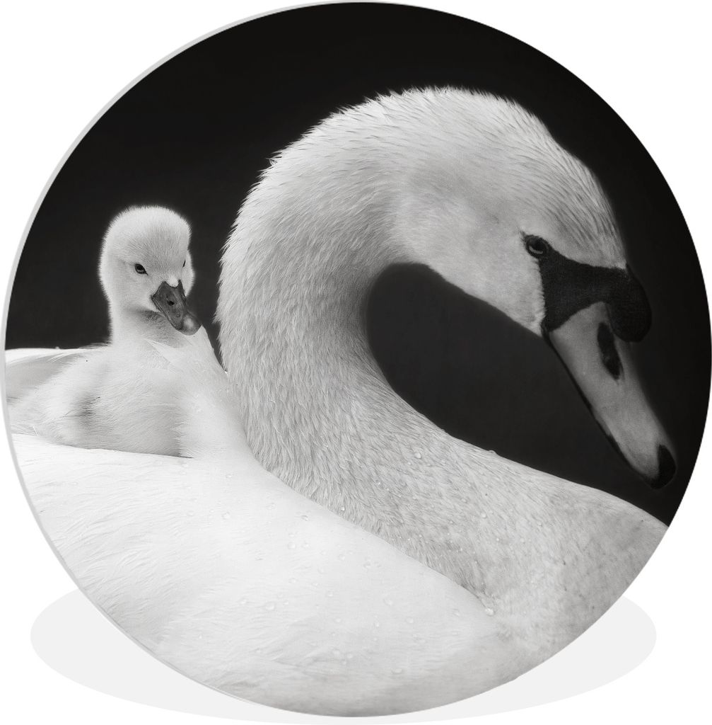 MuchoWow Rundes Wandbild - Runde Bilder Weißer Schwan und sein Küken Ø 30 cm Kreis Wanddekoration Kunststoff - Wandkreis - Wandschmuck - Schla...