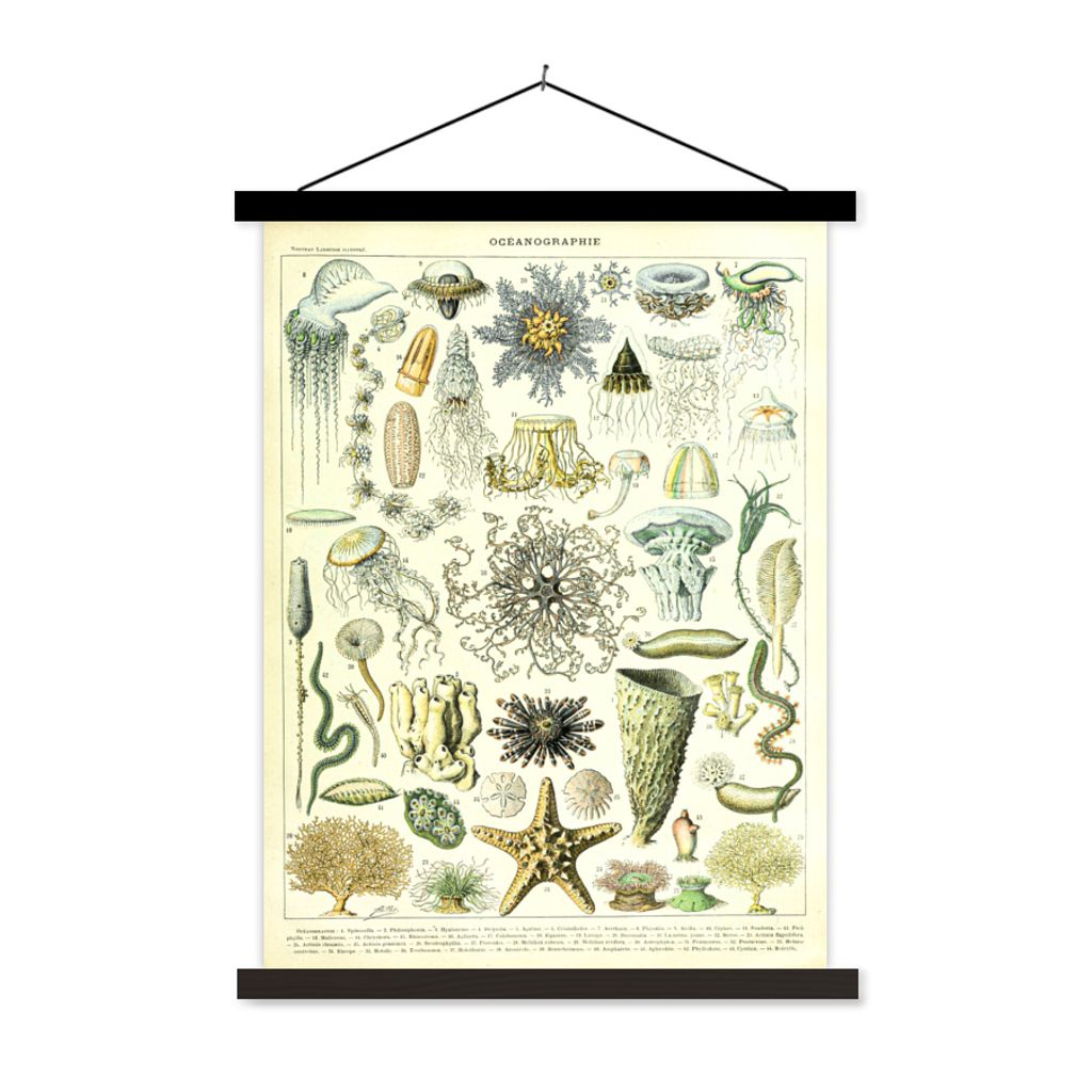 MuchoWow Textilposter Meerestiere - Tier - Seestern 60x80 cm mit schwarzem Rahmen - Plakathalter