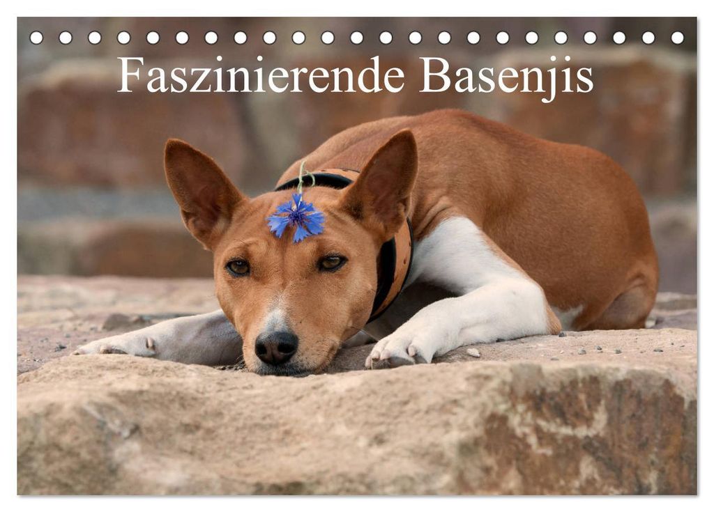 Faszinierende Basenjis (Tischkalender 2027 DIN A5 quer), CALVENDO Monatskalender