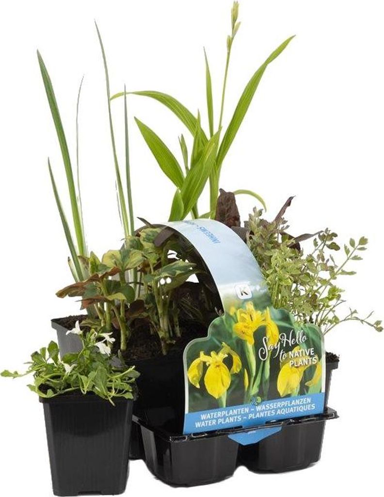 Bloomique - 6er Set - Heimische Teichpflanzen - Produktbild 