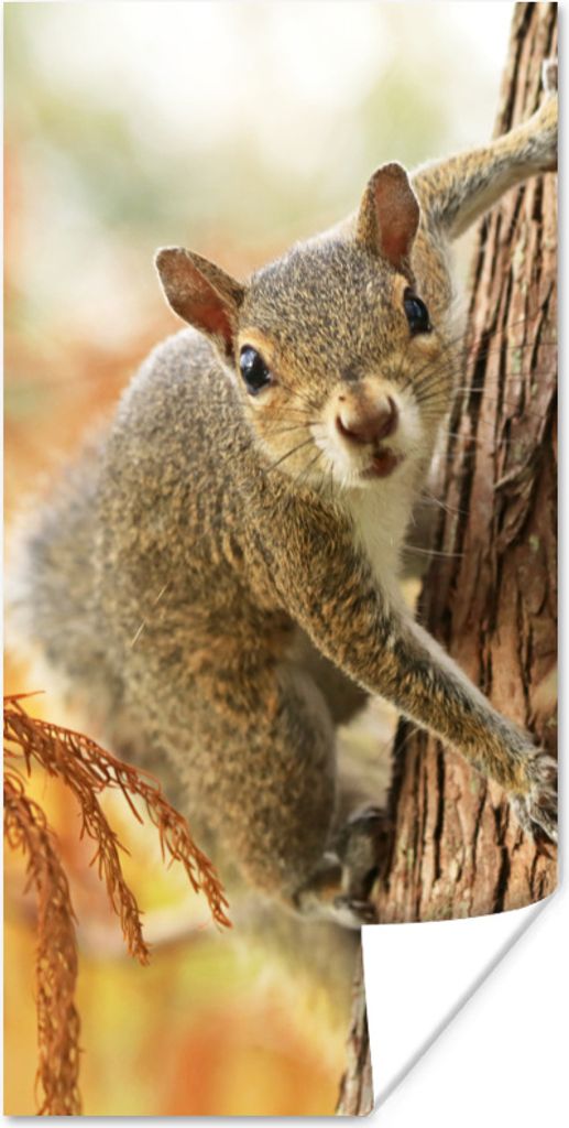 MuchoWow Poster Eichhörnchen - Baum - Herbst 60x120 cm - Wandschmuck